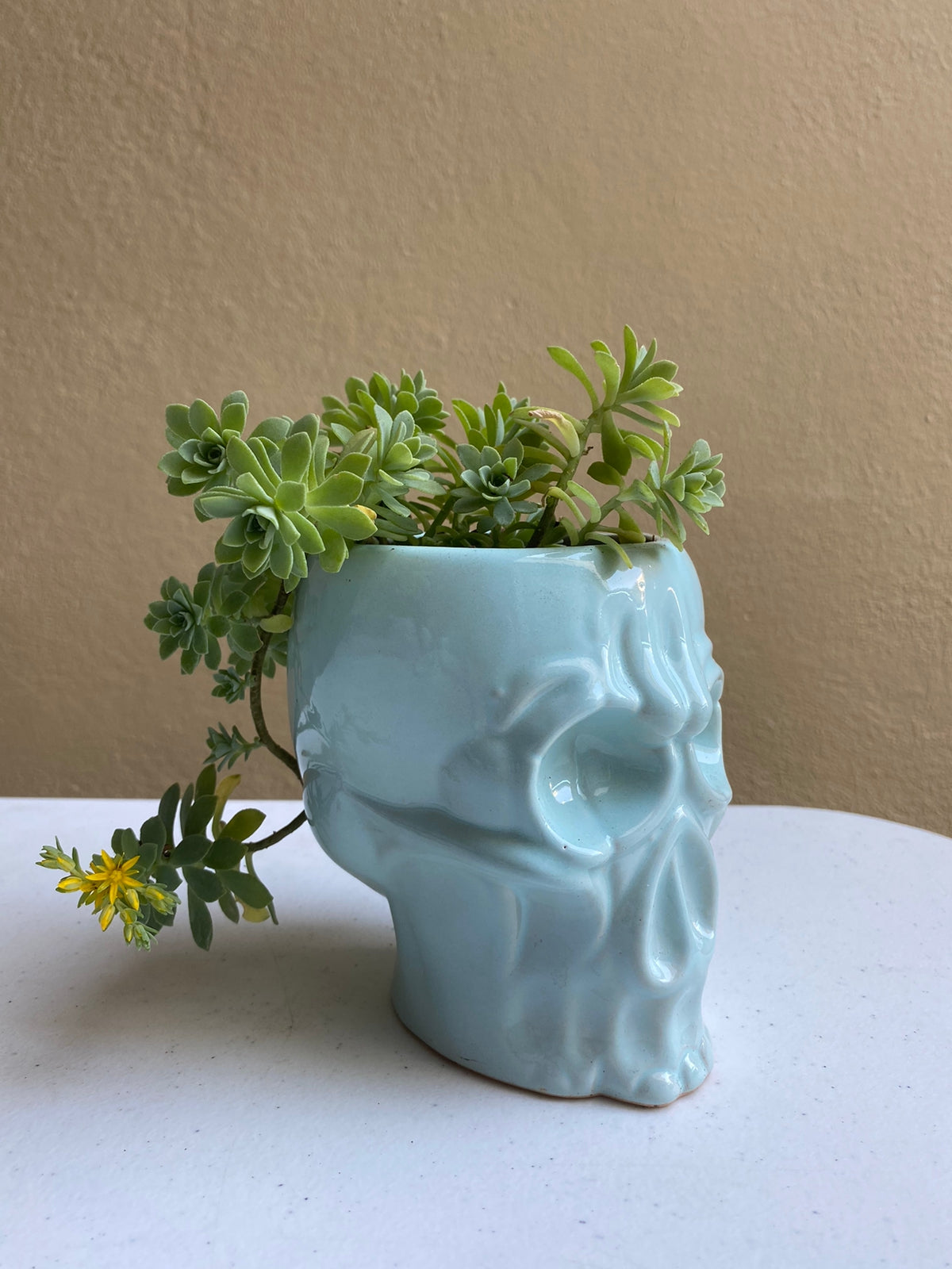 Cráneo verde - maceta mediana