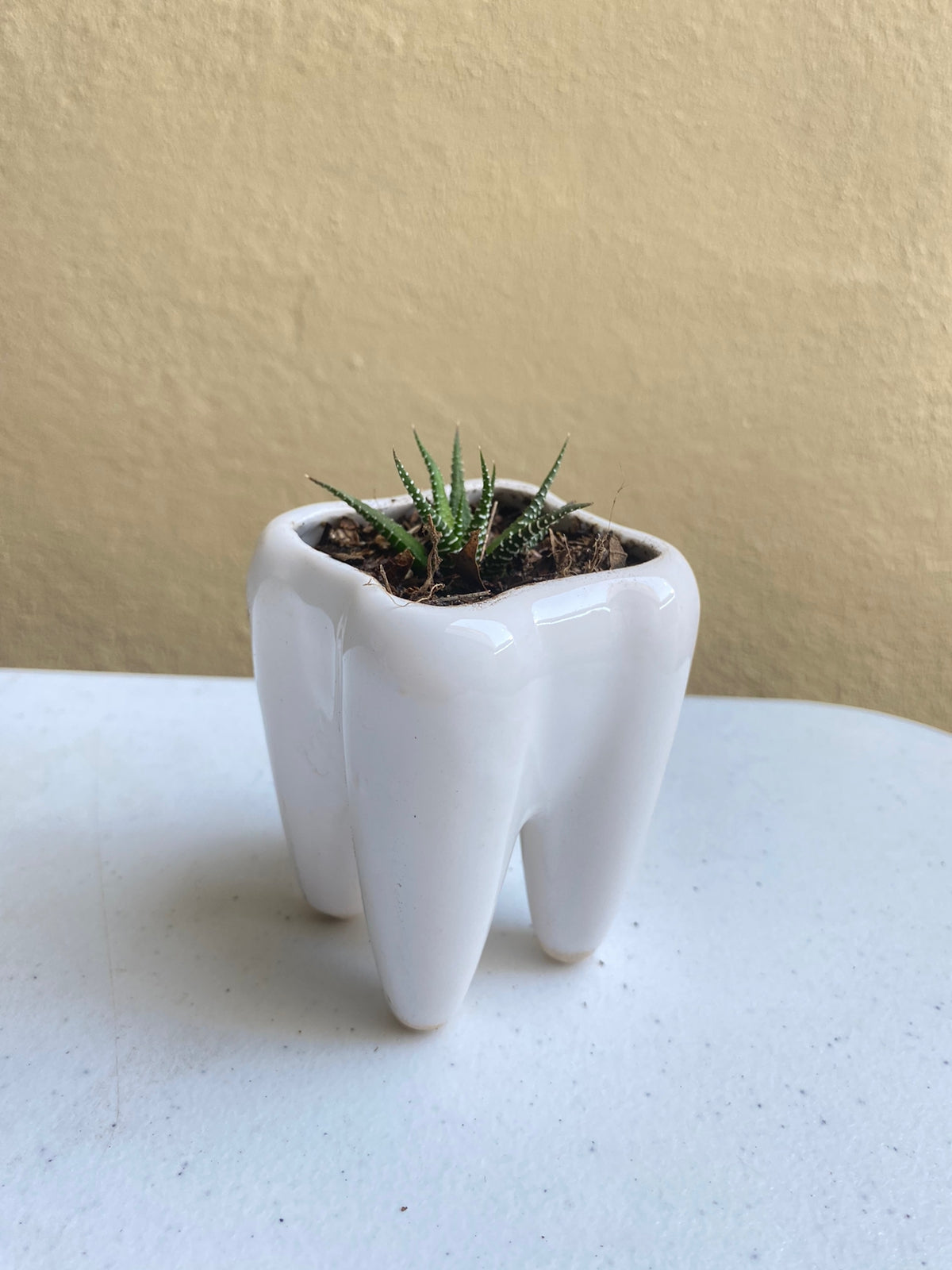 Muela blanca - maceta mini