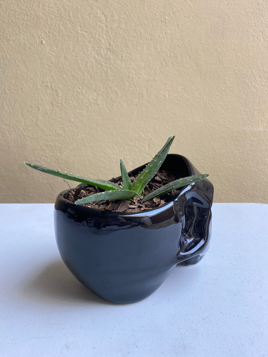 Cráneo negro - maceta grande