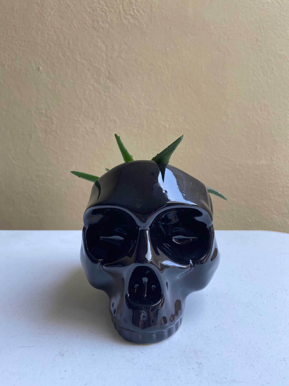 Cráneo negro - maceta grande