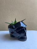 Cráneo negro - maceta grande