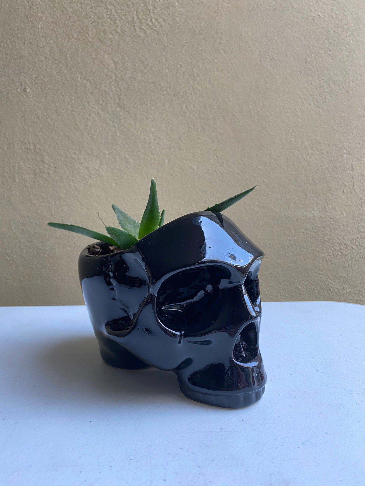 Cráneo negro - maceta grande