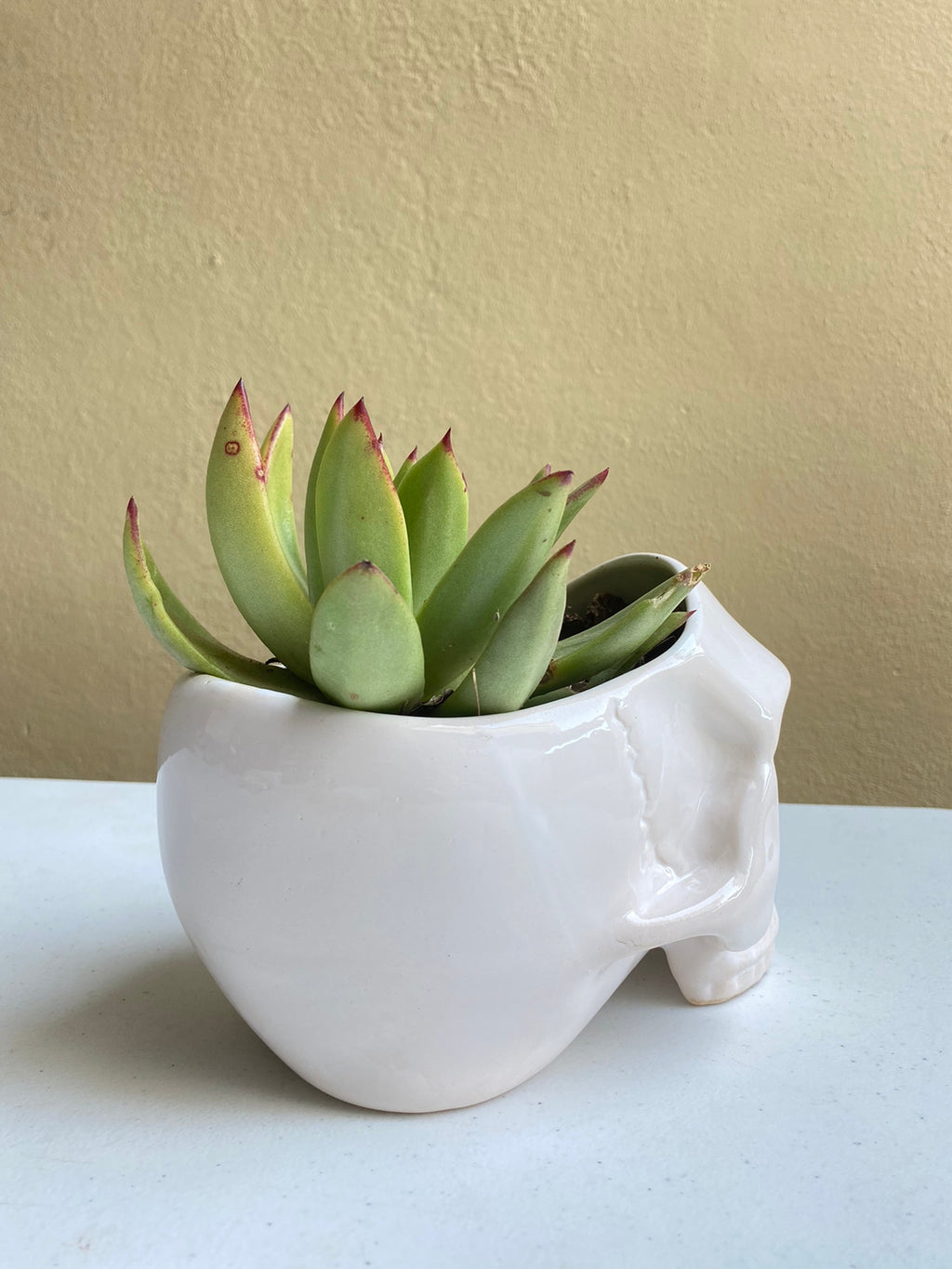 Cráneo blanco - maceta grande