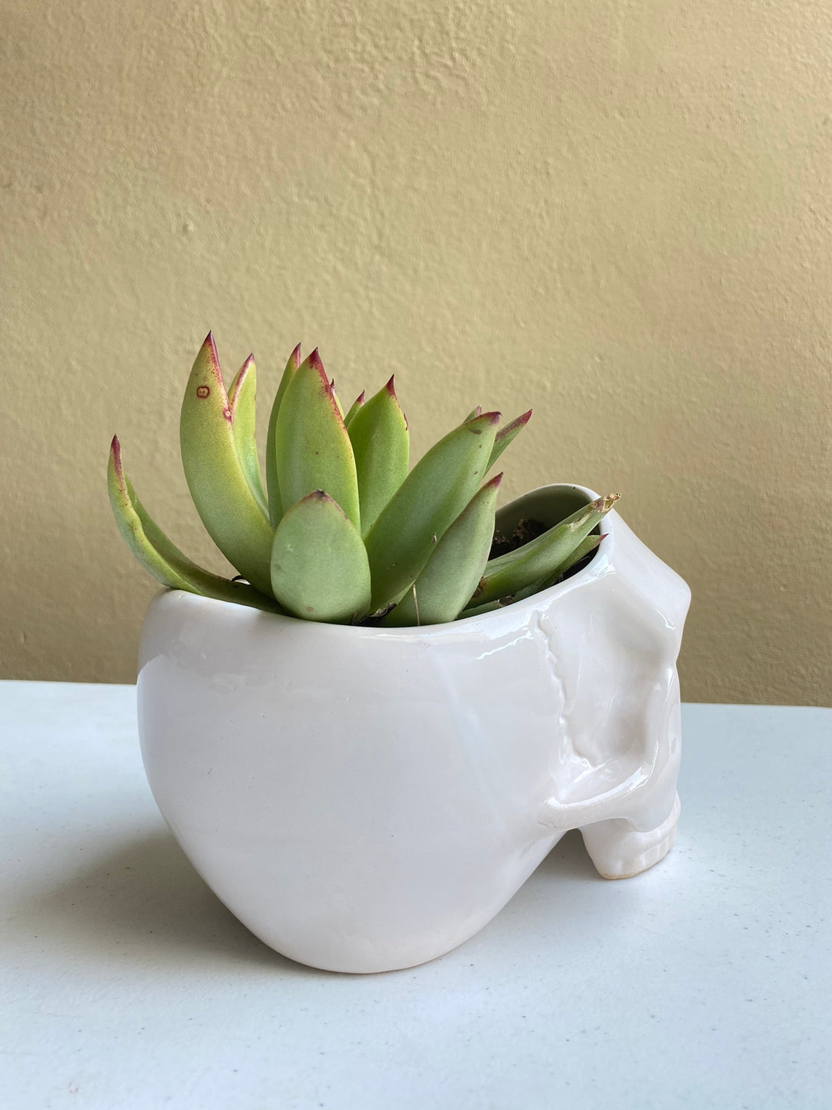 Cráneo blanco - maceta grande