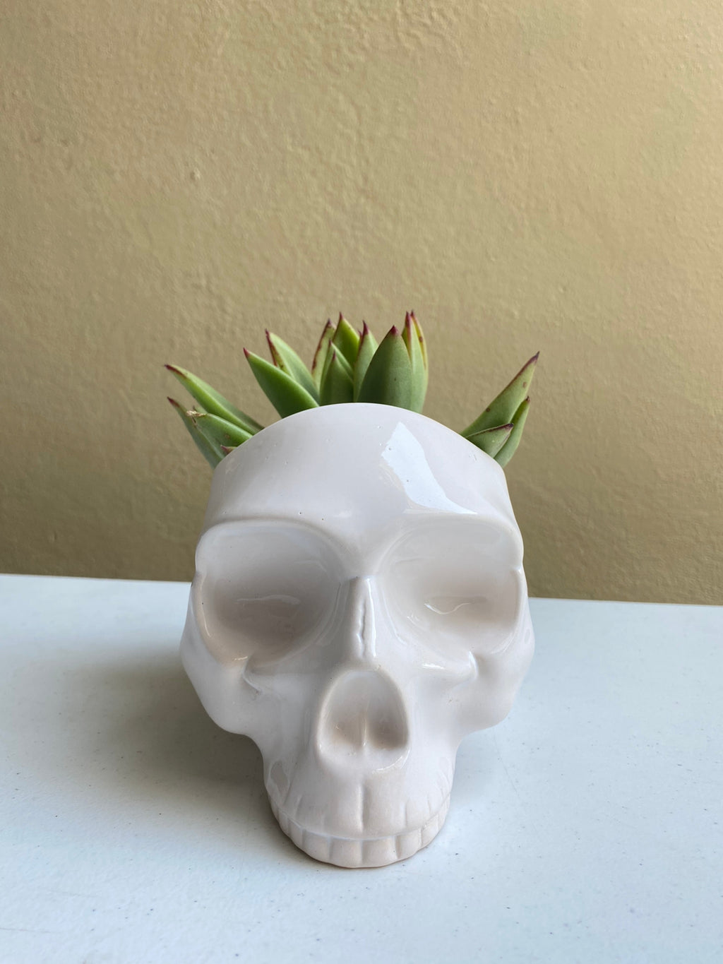 Cráneo blanco - maceta grande