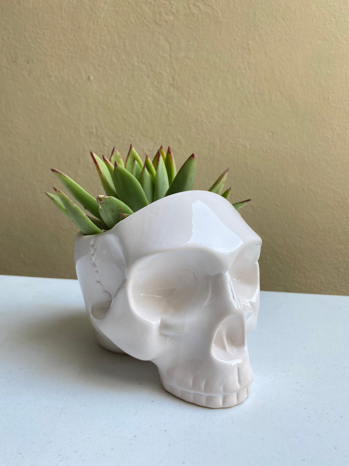 Cráneo blanco - maceta grande