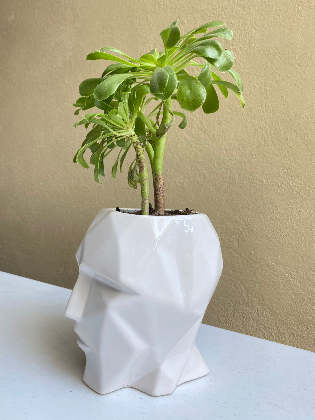 Cabeza blanco - maceta grande