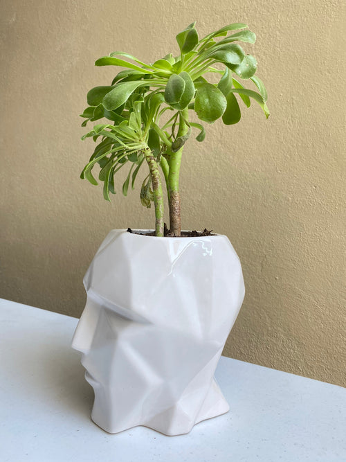 Cabeza blanco - maceta grande