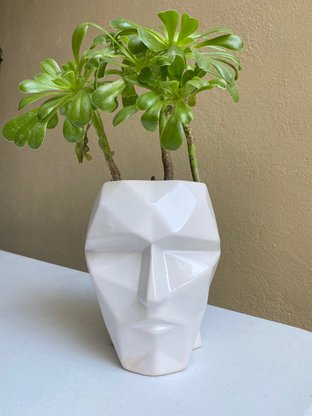 Cabeza blanco - maceta grande