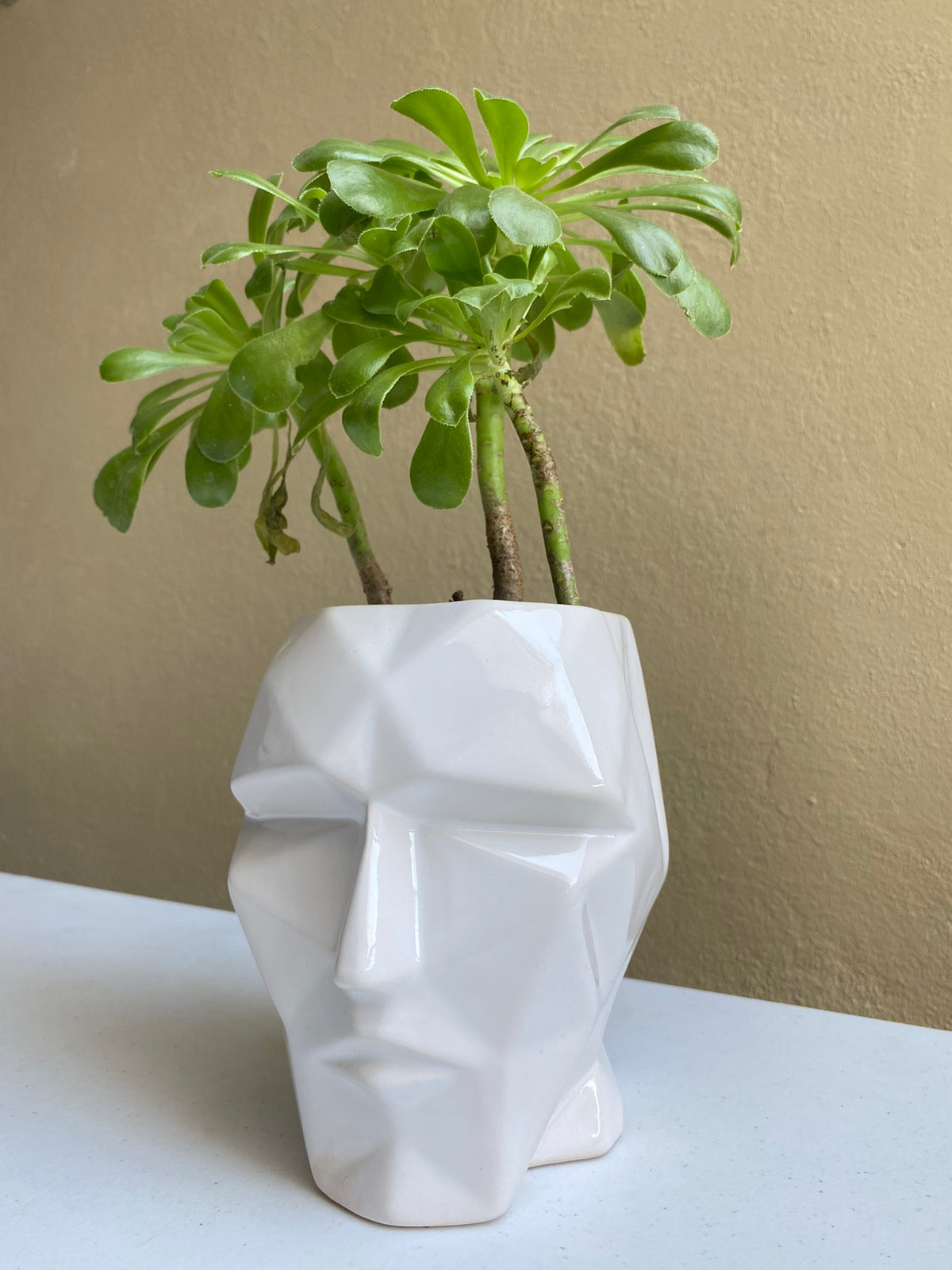 Cabeza blanco - maceta grande